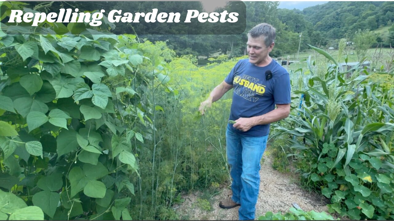 Is This Repelling the Japanese and Bean Beetles?