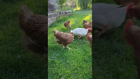 #geese #goose #chickens #ducks #homestead #homesteading