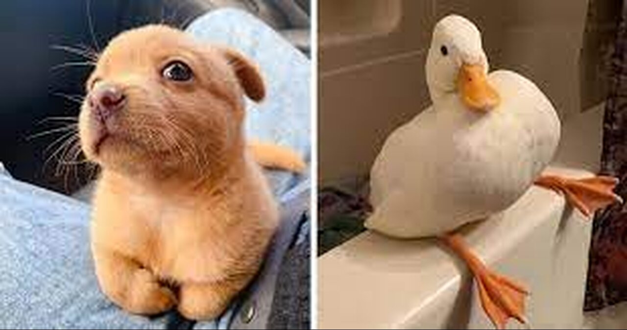 Funny animals 🤣🤣#viral