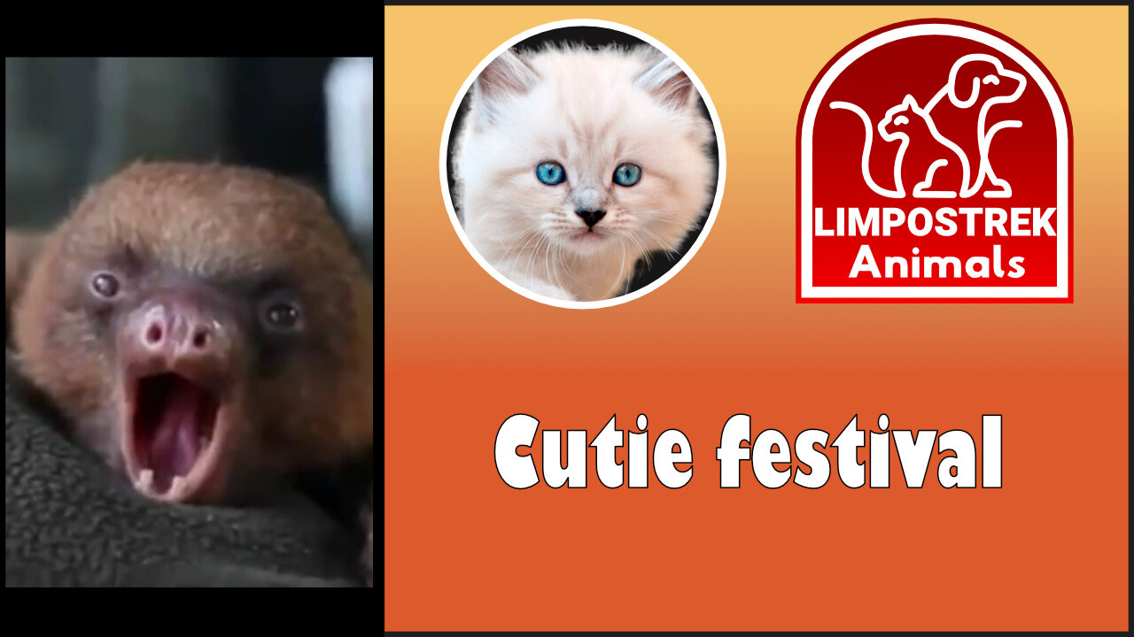 Cutie Festival