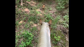 You don’t need a trail when your riding a horse