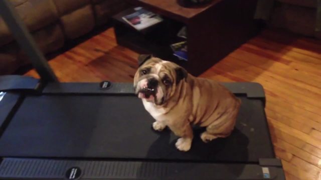 Funny Bulldog Dog Hates To Walk