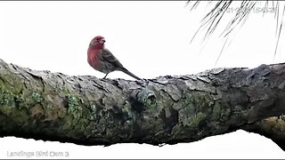 Male House Finch On The Fairway Branch 🌲 01/01/23 15:42