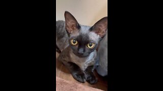 Devonrex TETO