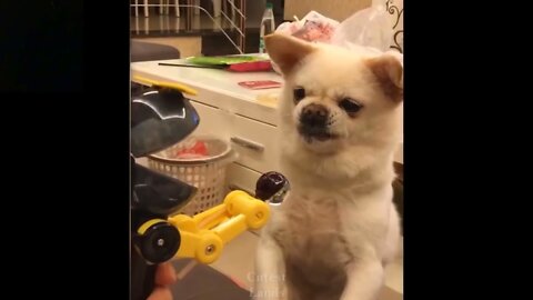 Try Not To Laugh - Cute animals #animals