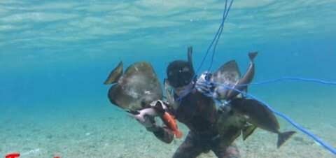 Spearfishing | eps.2