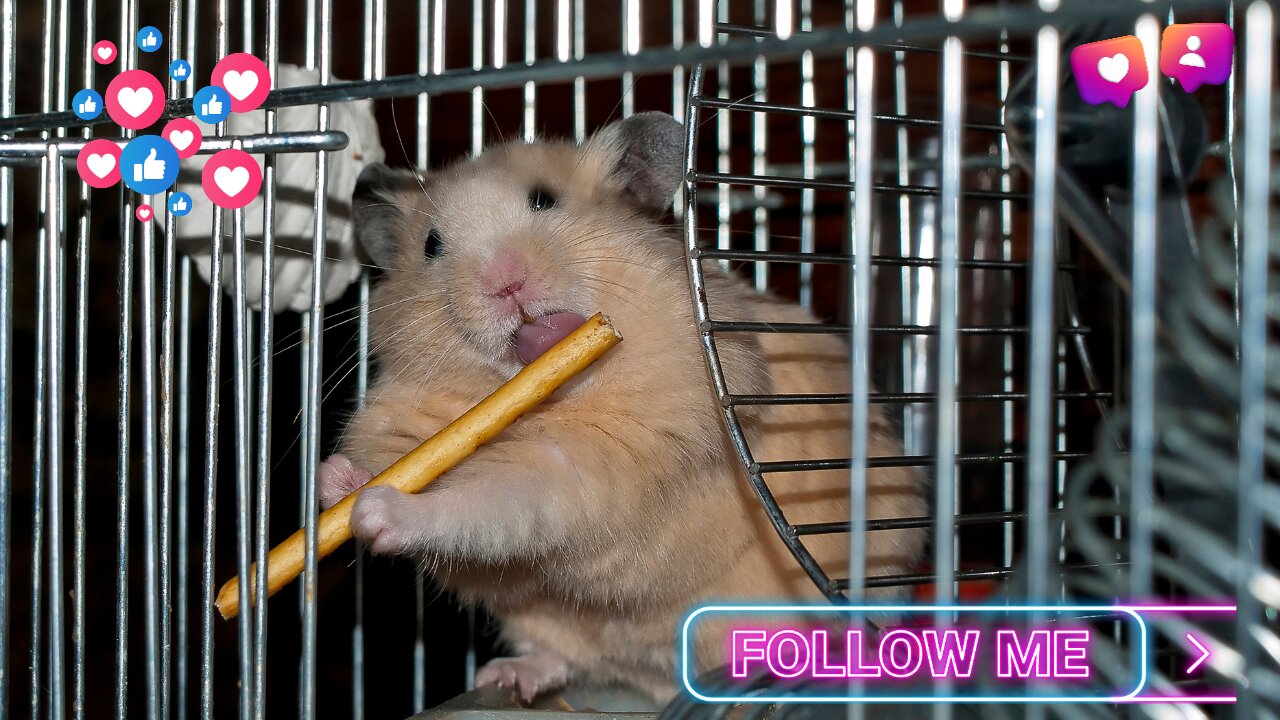 Hamster Doing Funny Things In 2023 !