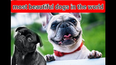 Some most beautiful dogs in the world