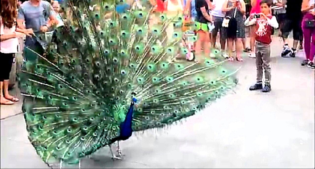 Funny Peacock Opening Its Feathers to scare people.