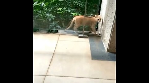 Magic Cat.