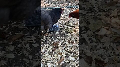 Blueberry ho ! #BackyardChickens #mission impossible