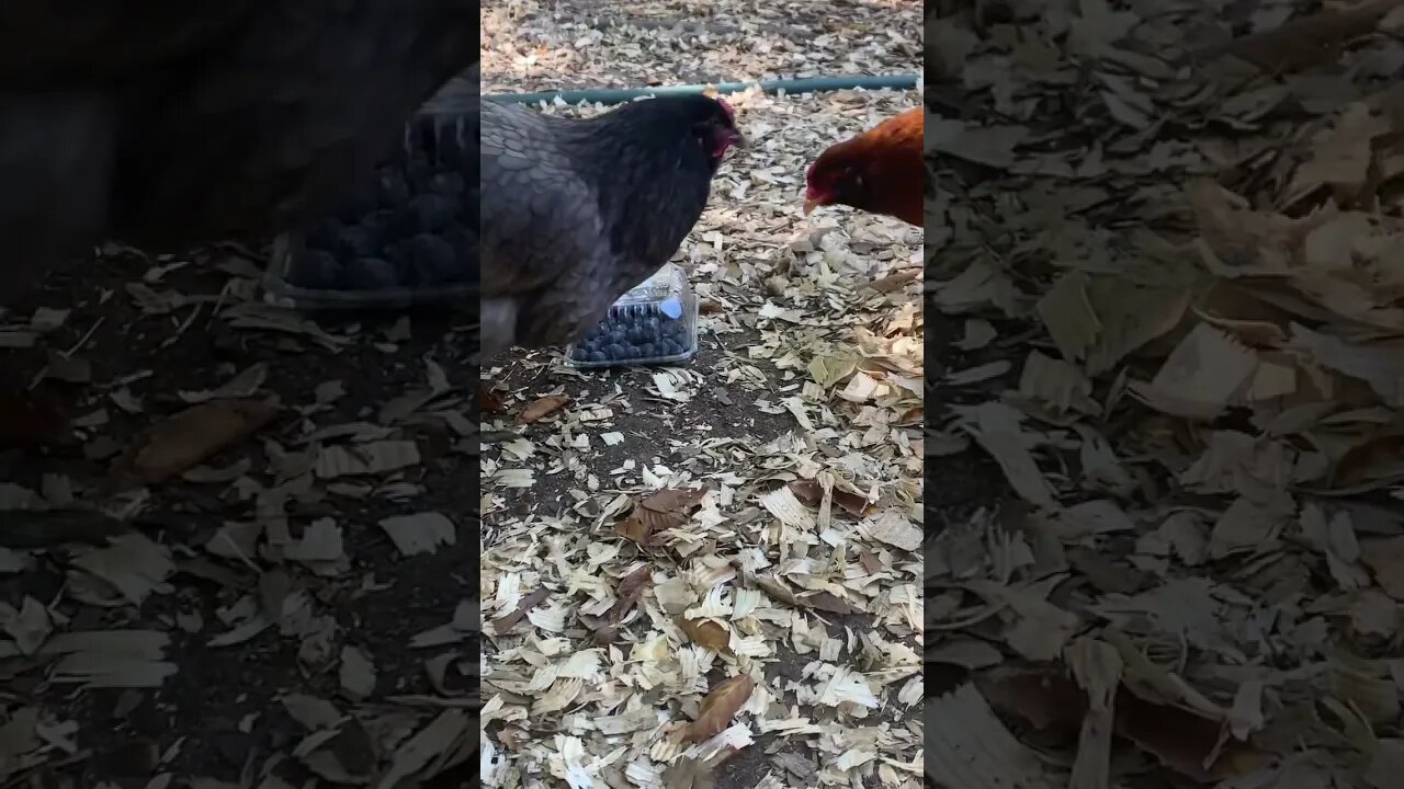 Blueberry ho ! #BackyardChickens #mission impossible