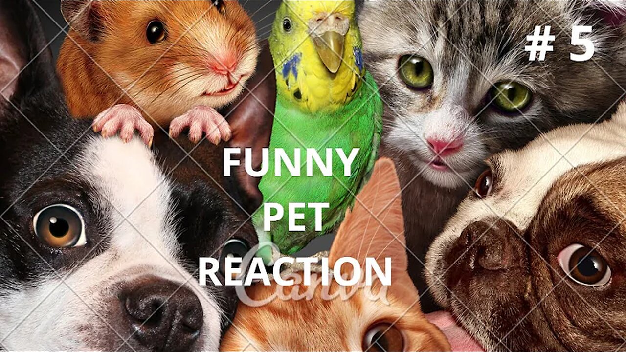 Hilarious Pet Video To Spice Up Your Weekend - Funny Pet Reaction ! funny Pets Reaction # 5