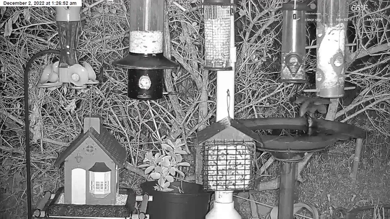 Florida Bird Feeder Live Camera HD