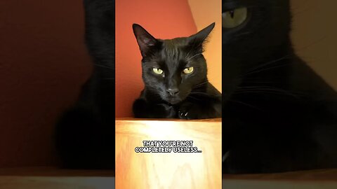 Take credit where you can😁 #cat #blackcat #sarcasm #joke #funny #leonthecatdad #relationship #bff