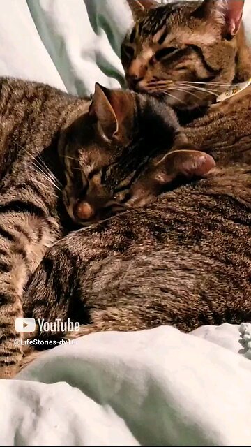 Cat siblings Mowgli and MoMo #cats