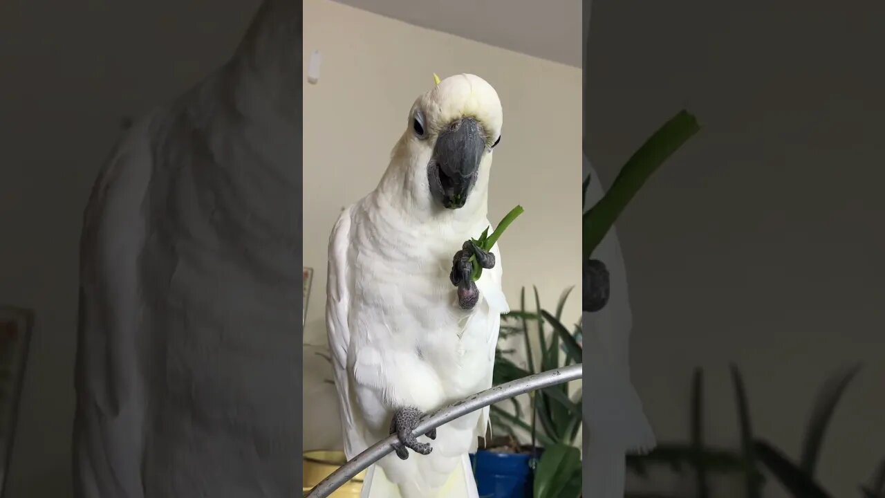 Eat your spinach! #cutepets #parrot #shorts #shorts