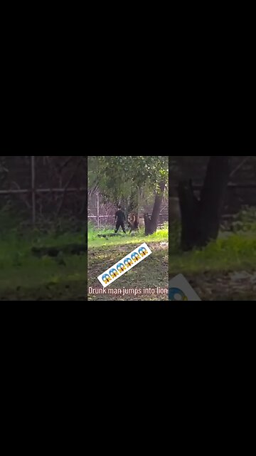 Drunk man jumps into lion 😱 #lion