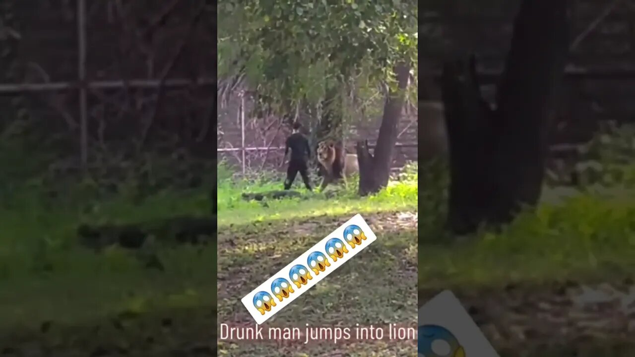 Drunk man jumps into lion 😱 #lion