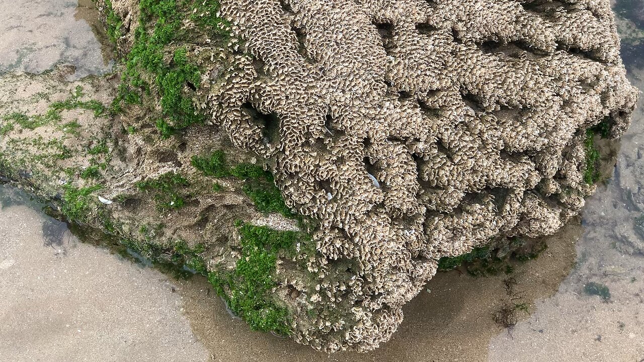 Tan-Tan beach (El Ouatia)