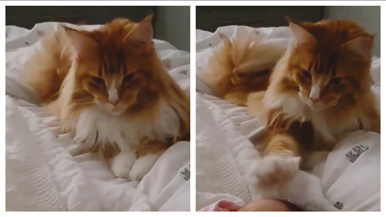 Awkward cat has no idea how to interact with baby