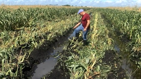 Heavy rain proves devastating for local farmers