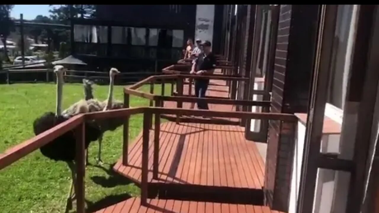 ostrich runs after my husband trying not to laugh