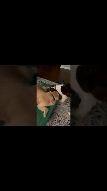 Golden Retriever and Springer Spaniel Puppies Playing With Squeaky Toy!