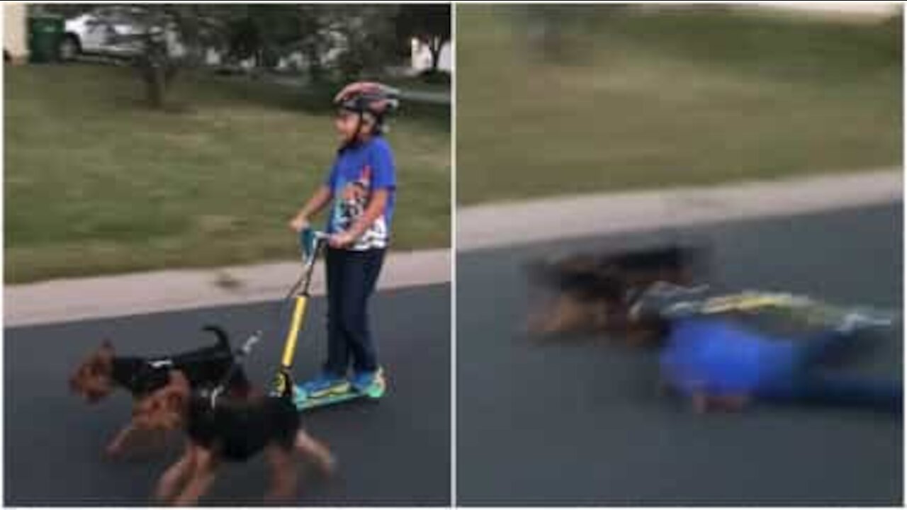 I cani fanno la curva, e lei cade dal monopattino!