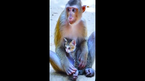 Affection in animals ❤️🐈❤️🦧