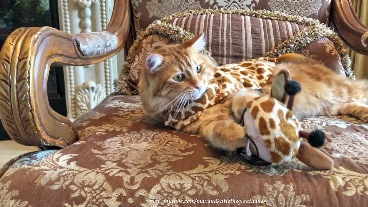 Funny Cat Gets His Claws Stuck In Owner And Giraffe Halloween Costume