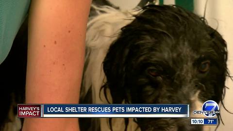 Denver animal shelter helps rescue dogs from Houston