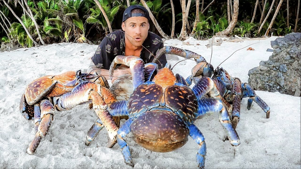 Exploring for Giant coconut crabs - are they man eaters?