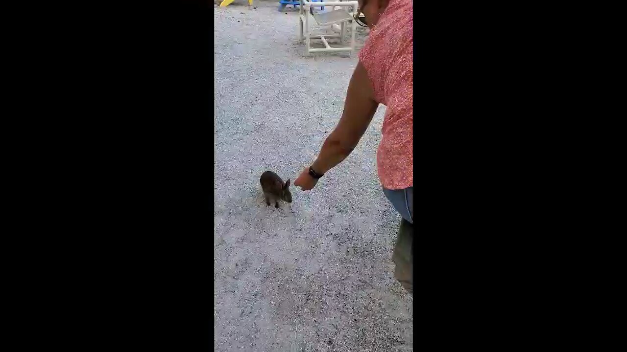 Bar Bunny Eats Fries