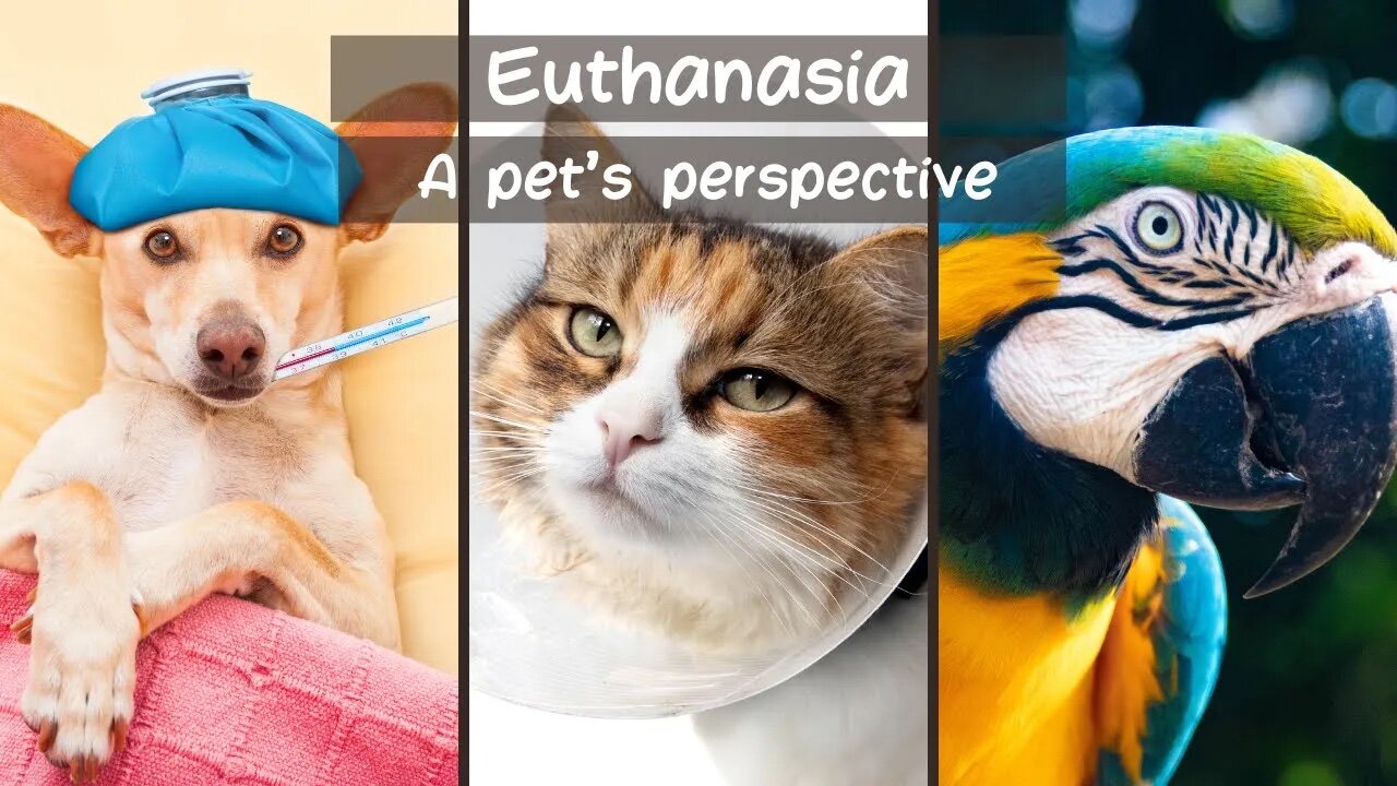 Euthanasia. A Pet's Perspective.