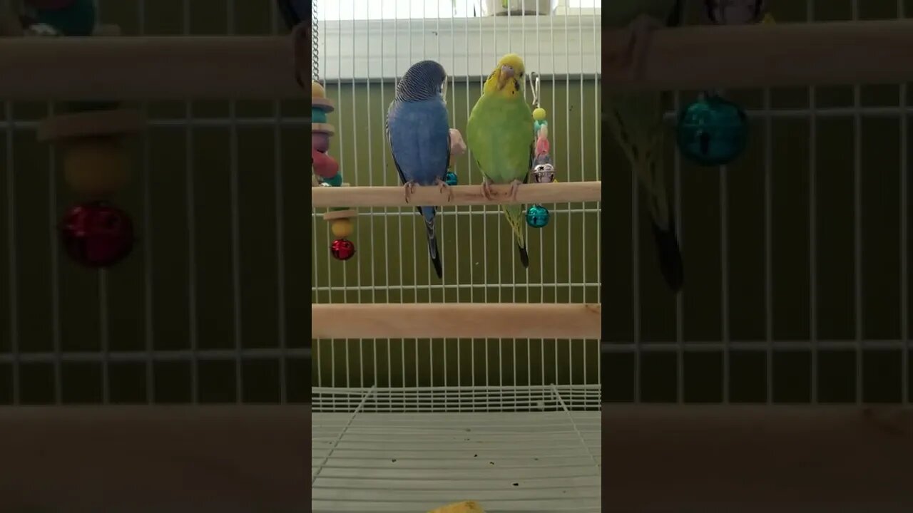 Budgies Beak Grinding 💖