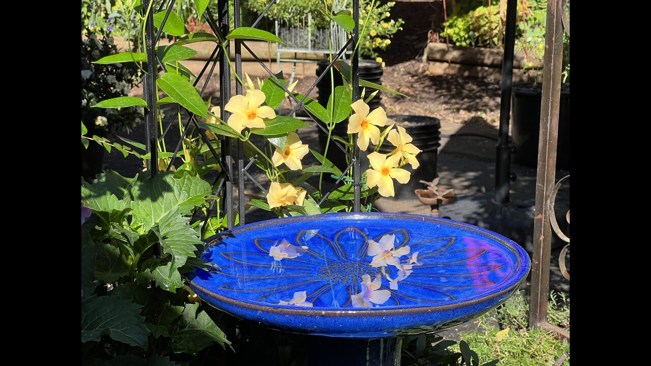 23June22 - the garden …