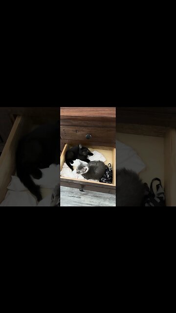 Drawer Kittens | #kitten