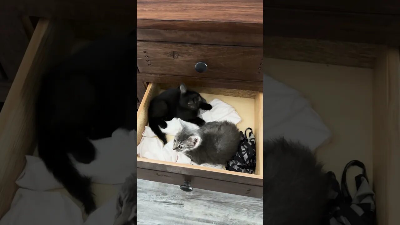 Drawer Kittens | #kitten