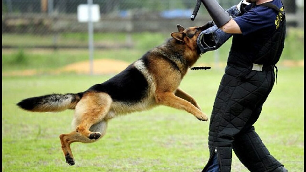 Teaching dogs to guard people from harm