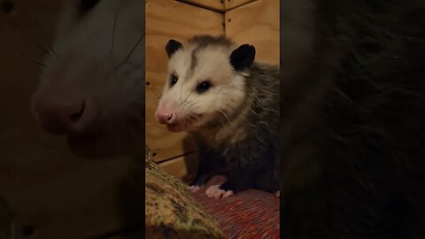 Opossum eating ASMR