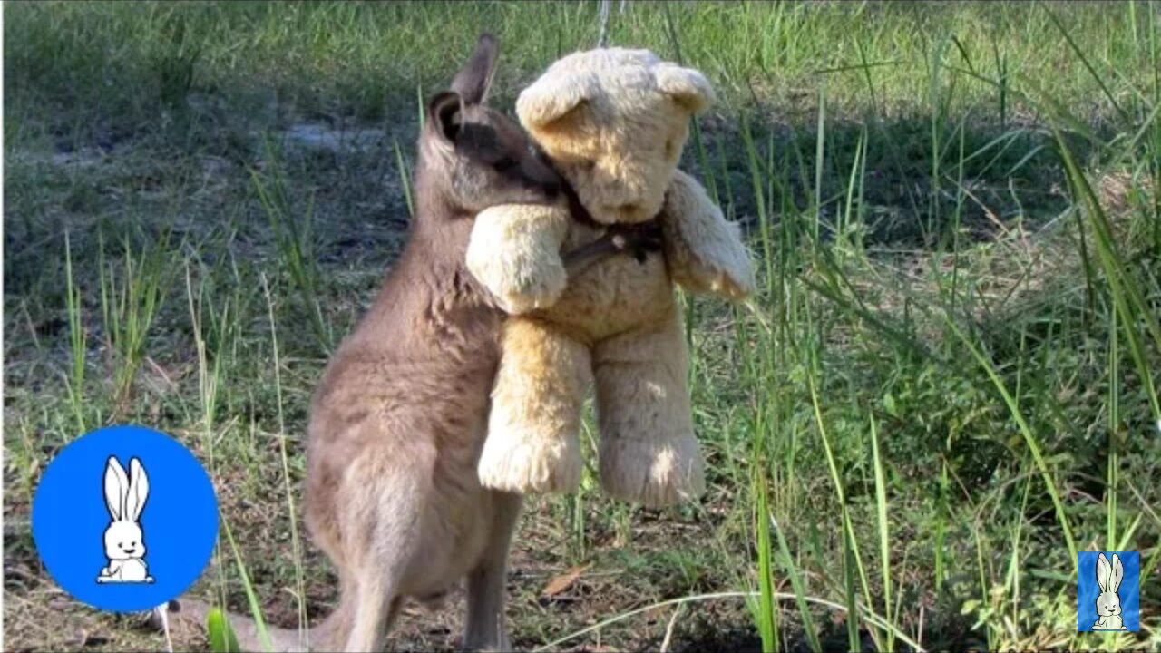 baby kangaroos and joeys- cutest compilation .