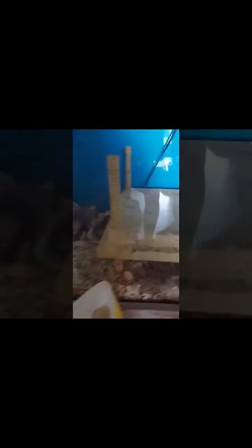 2 day old guinea fowl keets first adventure from under the warmer