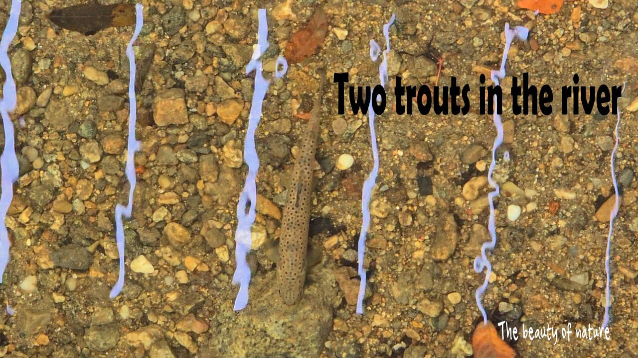 Two trout in a small river with fresh water.