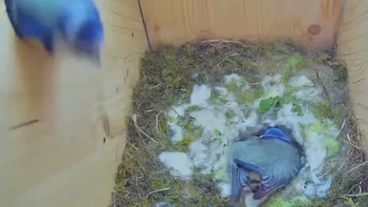 Mother bird calls her man after blue bird tries to make a move while baby daddy at work..