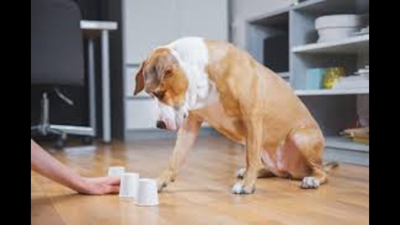 Dog Mental Exercise (For A More Relaxed Dog)