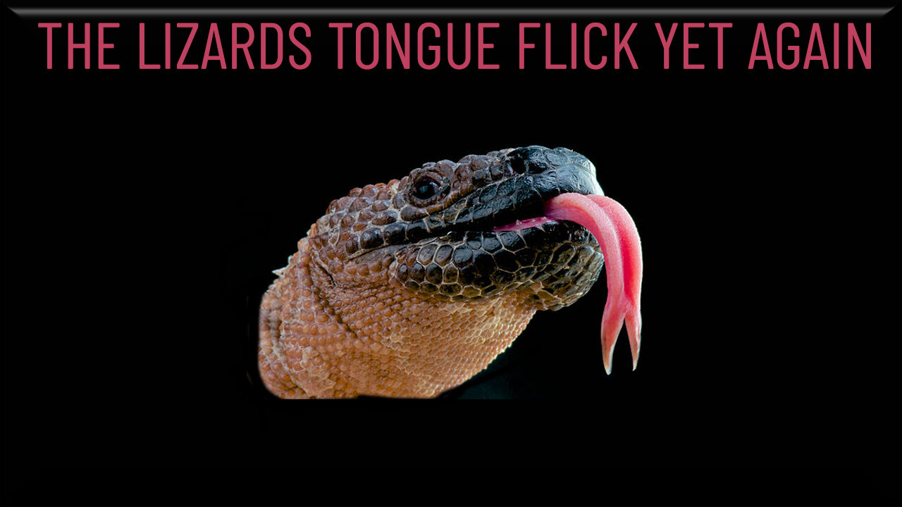 The Lizards tongue Flick yet again