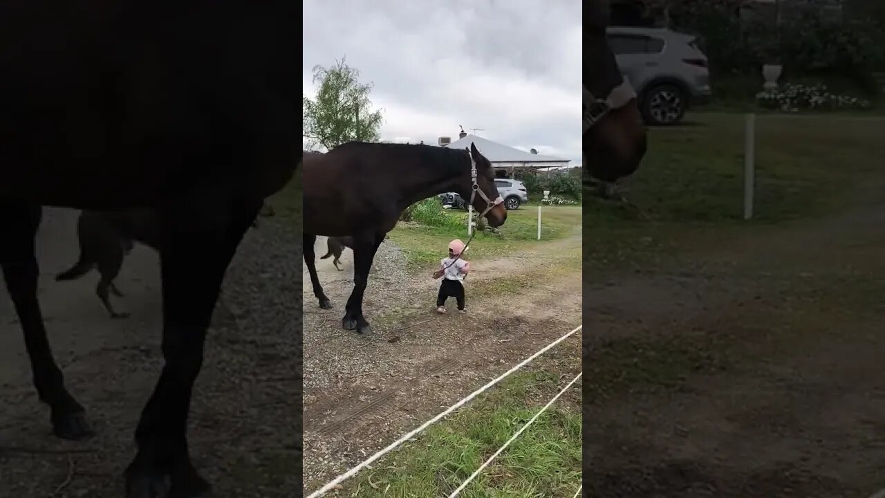 Cutest Rider ❤️#Shorts #ytshorts #UbertainmentFun #Dogs #Animals #Fun