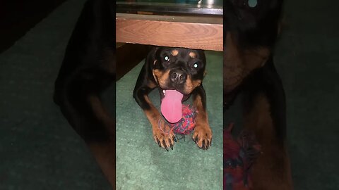 VIRAL ASMR ROTTWEILER! #asmr #puppy #rottweiler #youtube #like