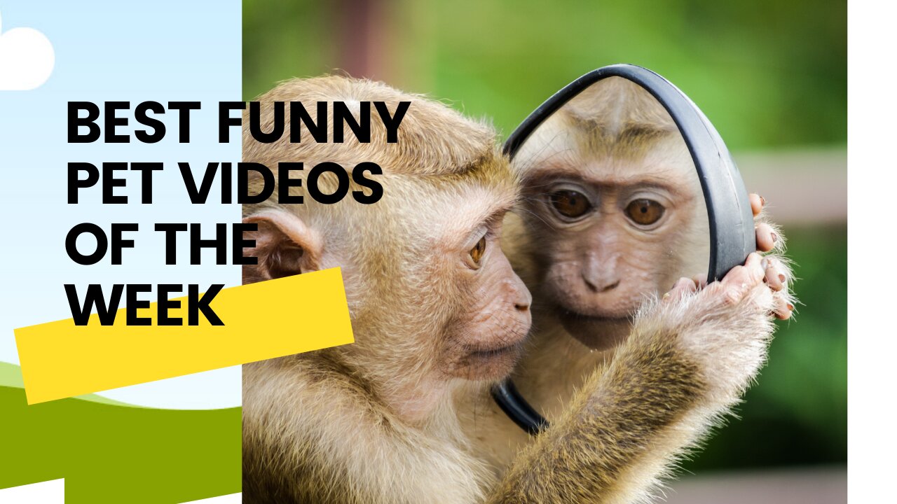 BEST ANIMAL FUNNY VIDEOS OF THE WEEK